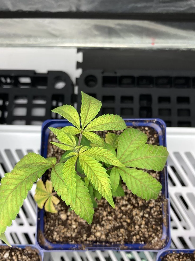 Gnick55 clones and mites need opinions 3