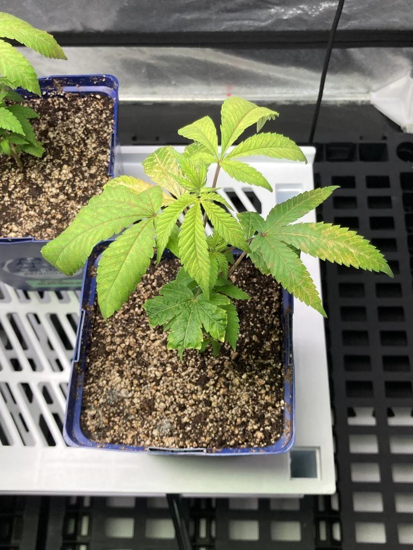 Gnick55 clones and mites need opinions 4