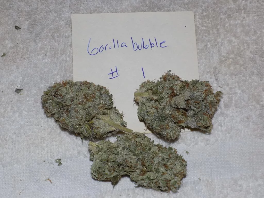 Gorilla bubble 16
