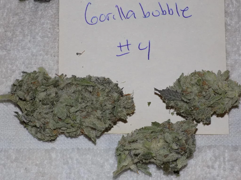 Gorilla bubble 17