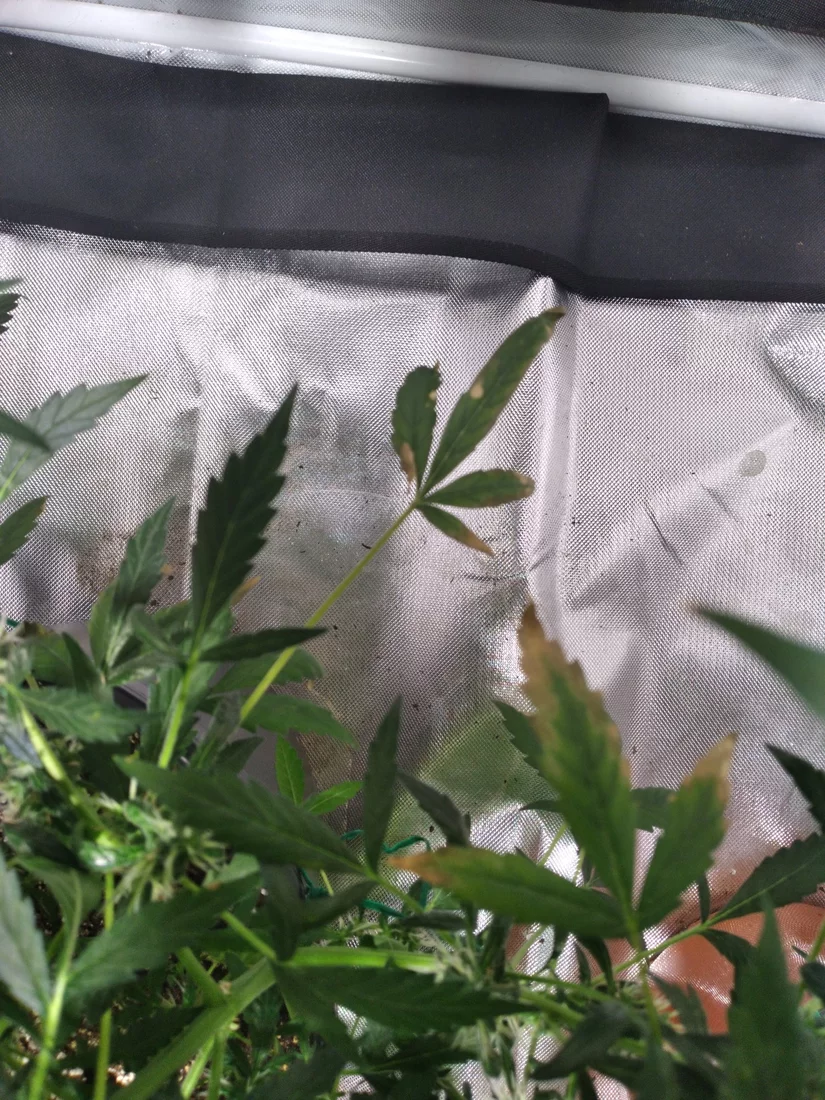 Got some problemsbrown leaves during flower 3