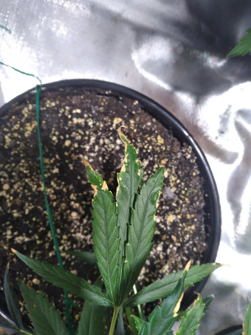 Got some problemsbrown leaves during flower