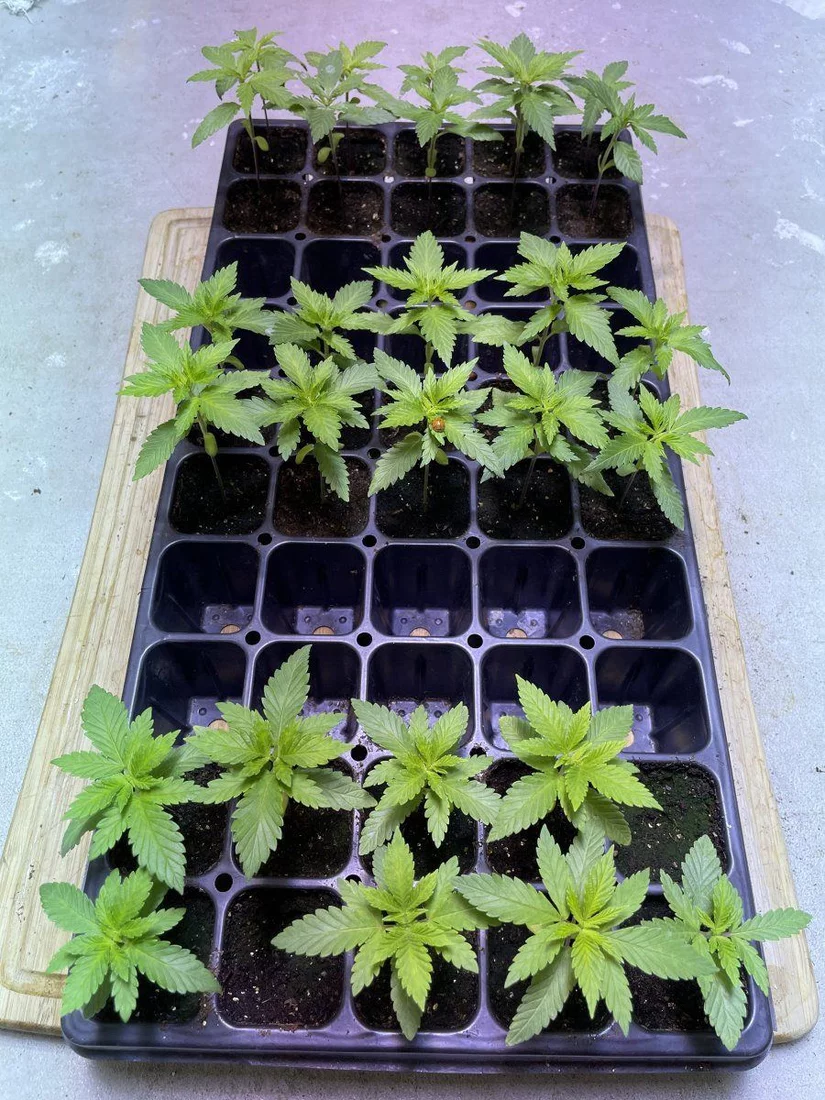 Greenhouse hydro grow first attempt 10