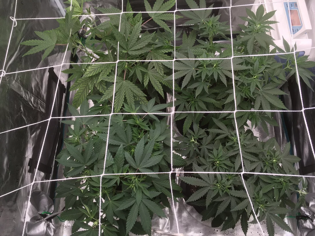Greetings cultivators   my first go at grow 2