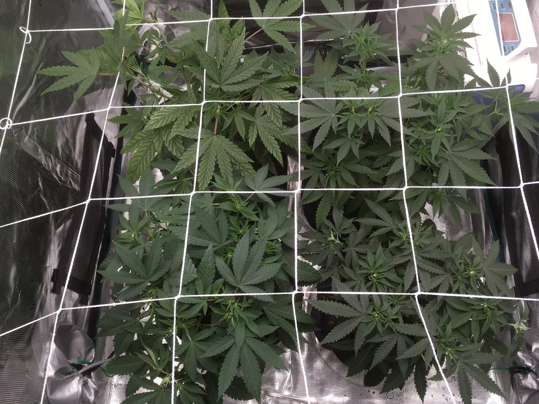 Greetings cultivators   my first go at grow