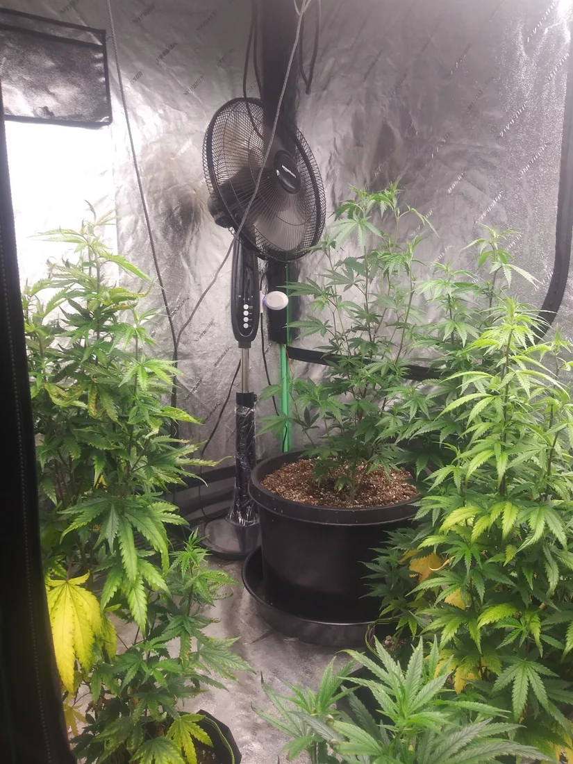 Grow 3 from close to start 3