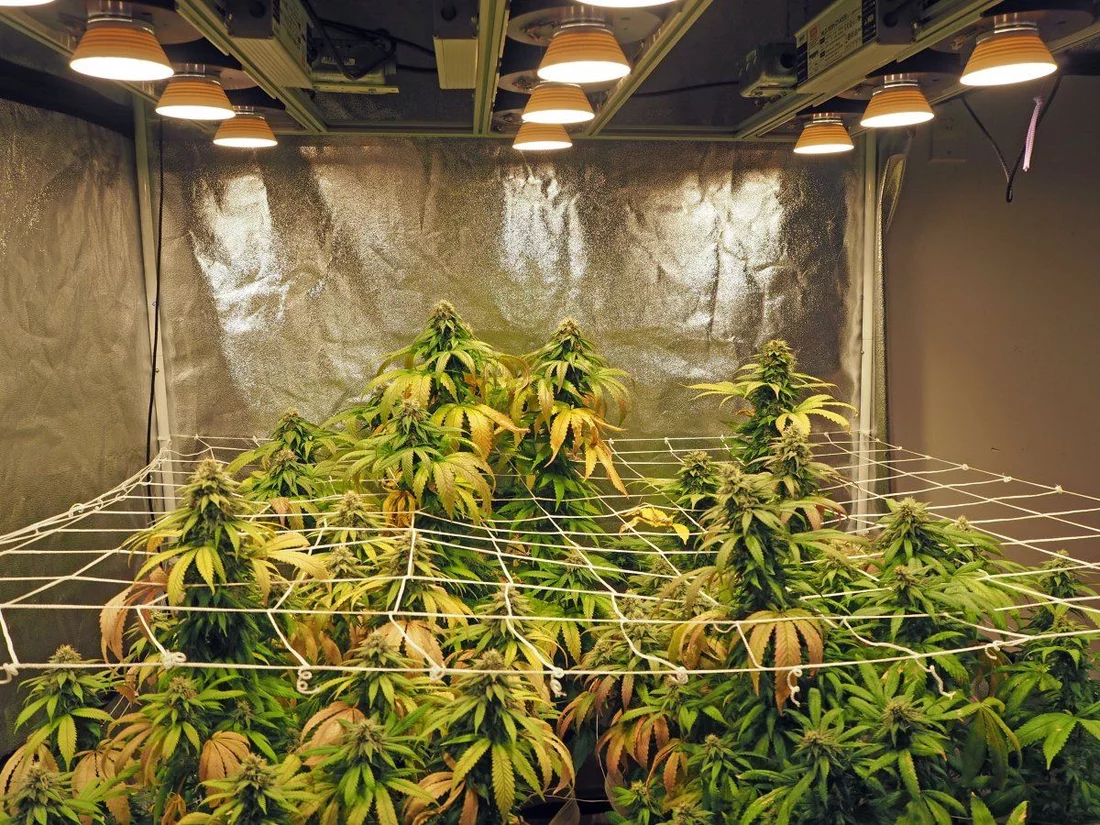 Growers utilizing cob lights