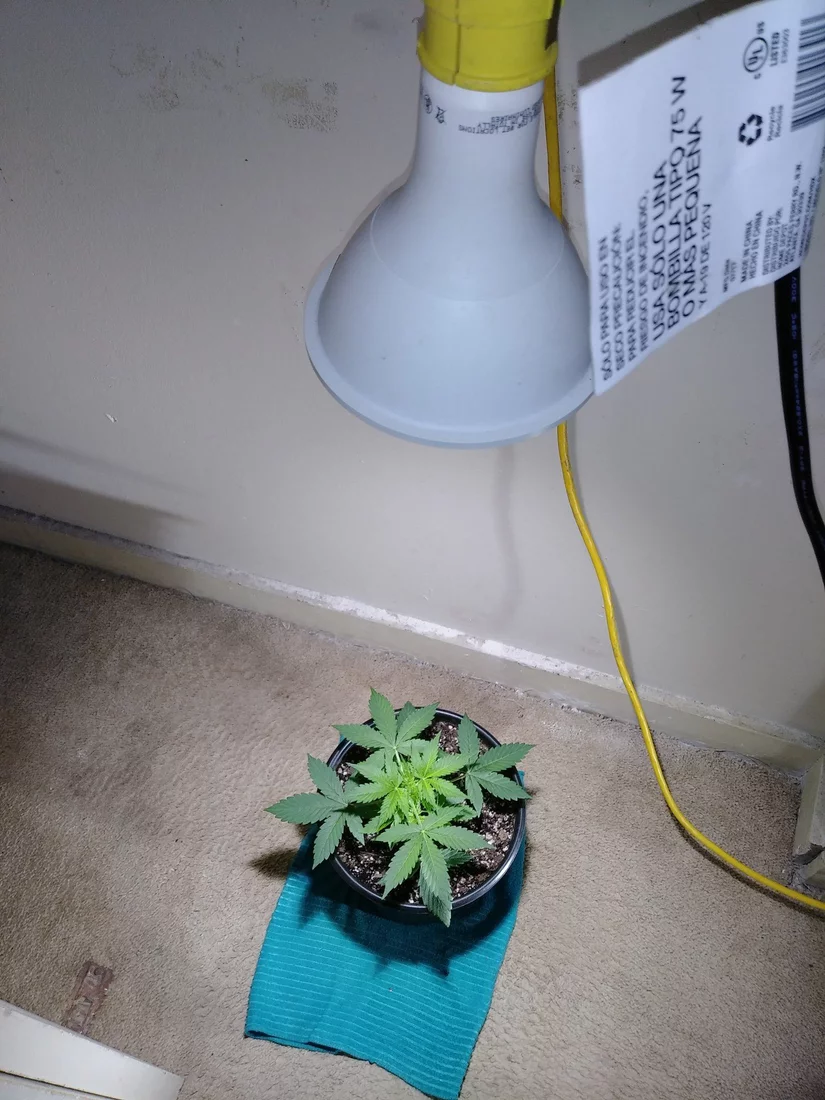 Growing a plant useing spotlights 2