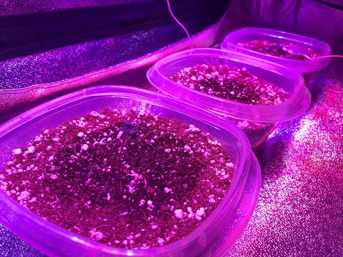 Growing freedom my first grow 5