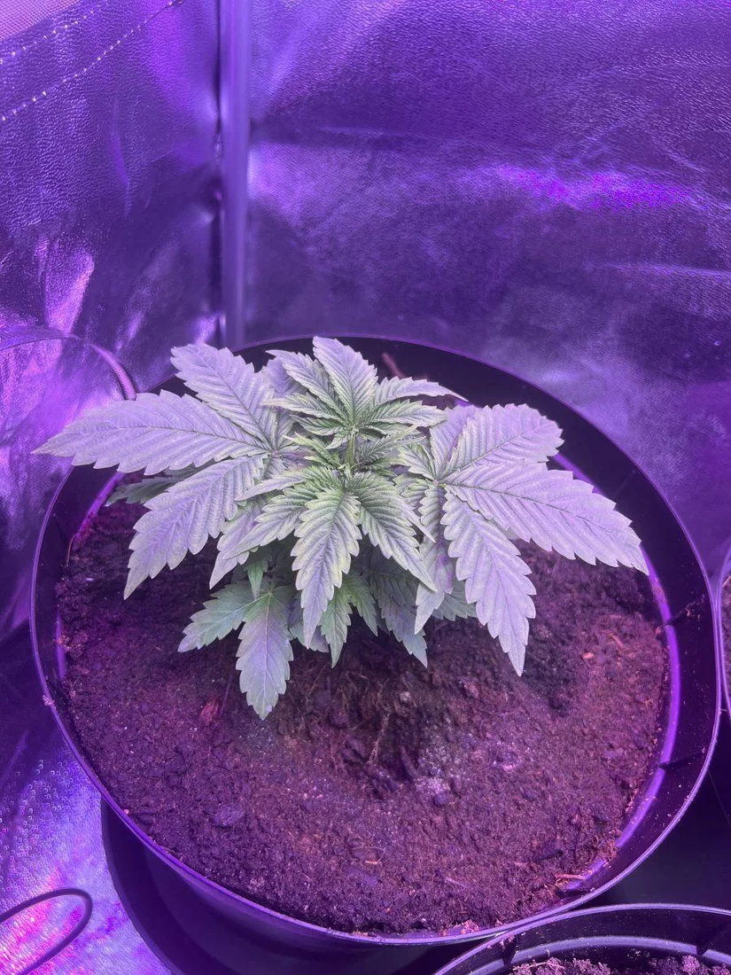 Growing seeds from weed bag