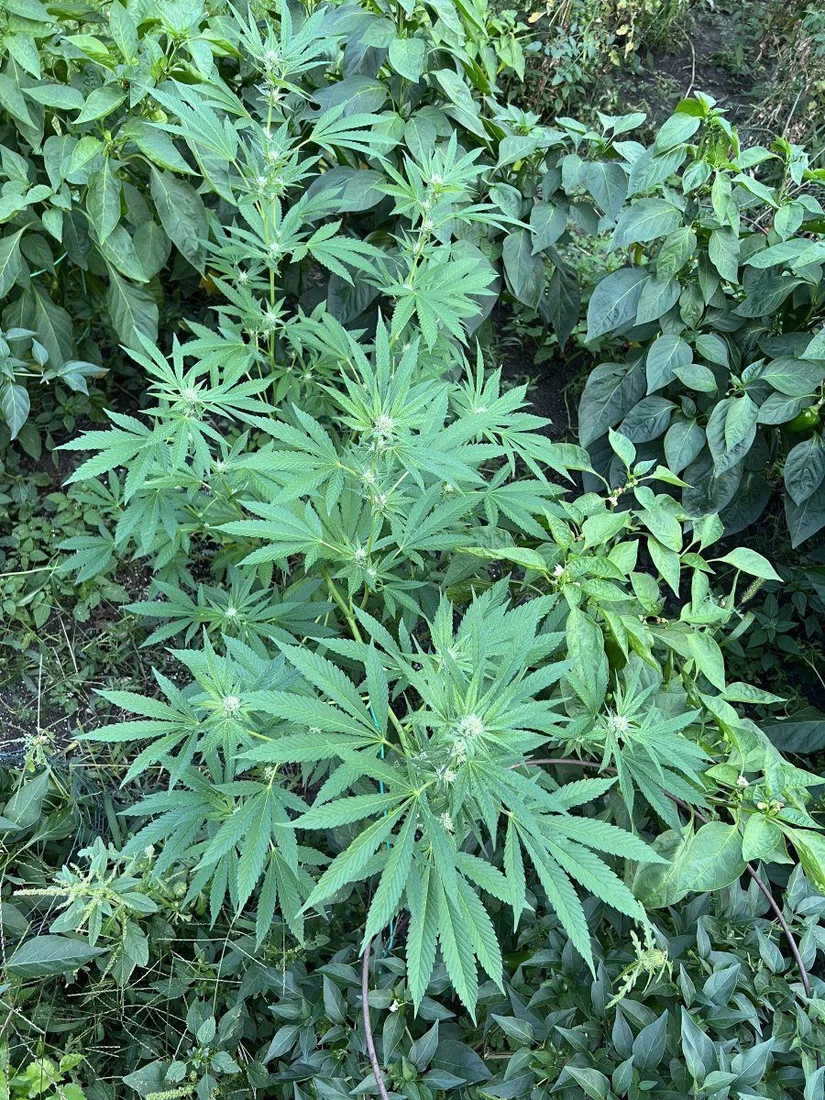 Growing weed stealthily in the garden 2