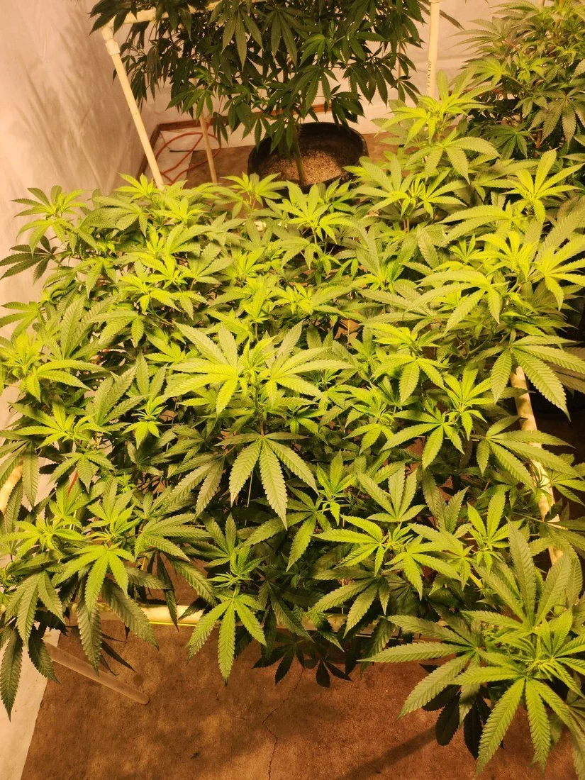Growing with emerald harvest 3 part