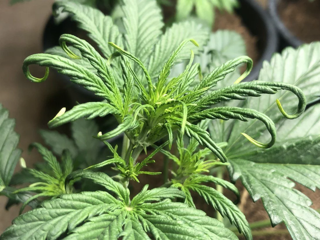 Guess the cause northern light auto 22 days old 2