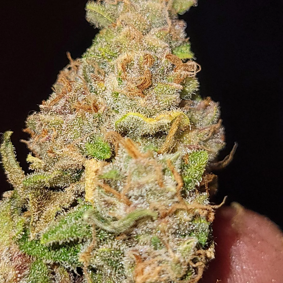Harvest and 1 week cure and day of harvest bud 5
