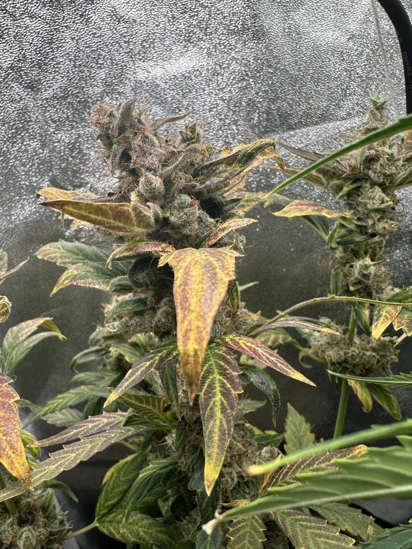 Harvesting this week first time 3