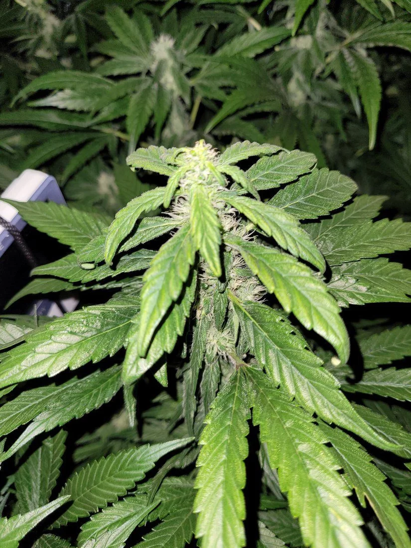 Has anybody had experience with plants showing sign of re veg 3