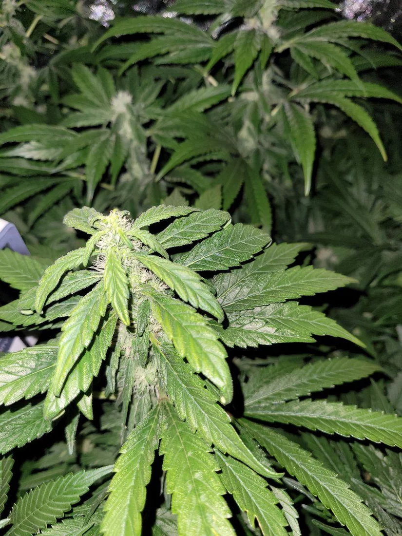 Has anybody had experience with plants showing sign of re veg 4