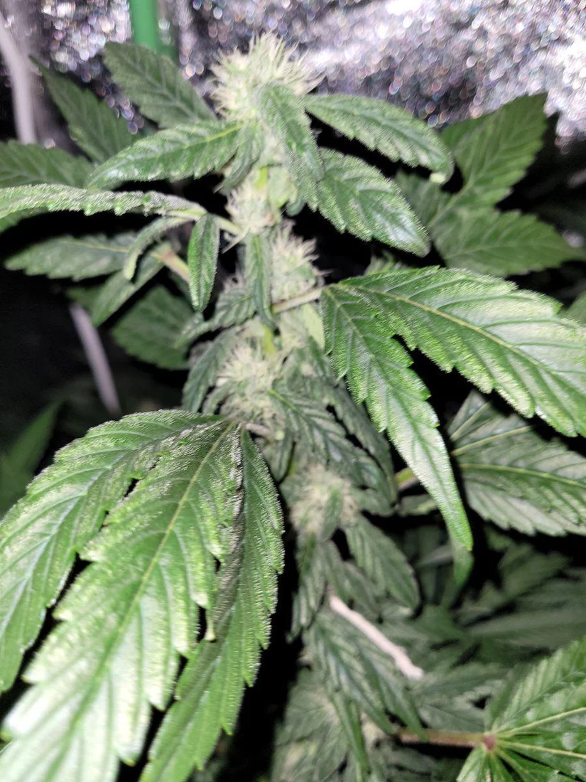 Has anybody had experience with plants showing sign of re veg 8