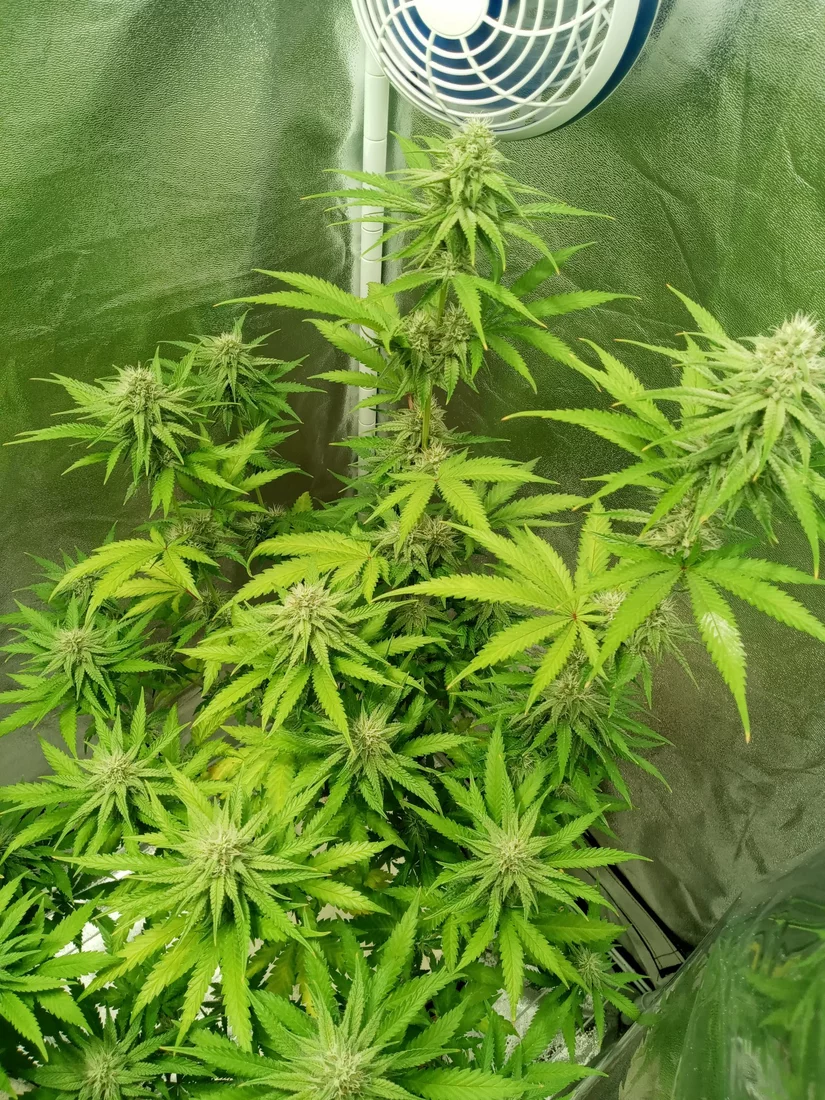 Help 5 weeks into flower and my leaves have turned yellow
