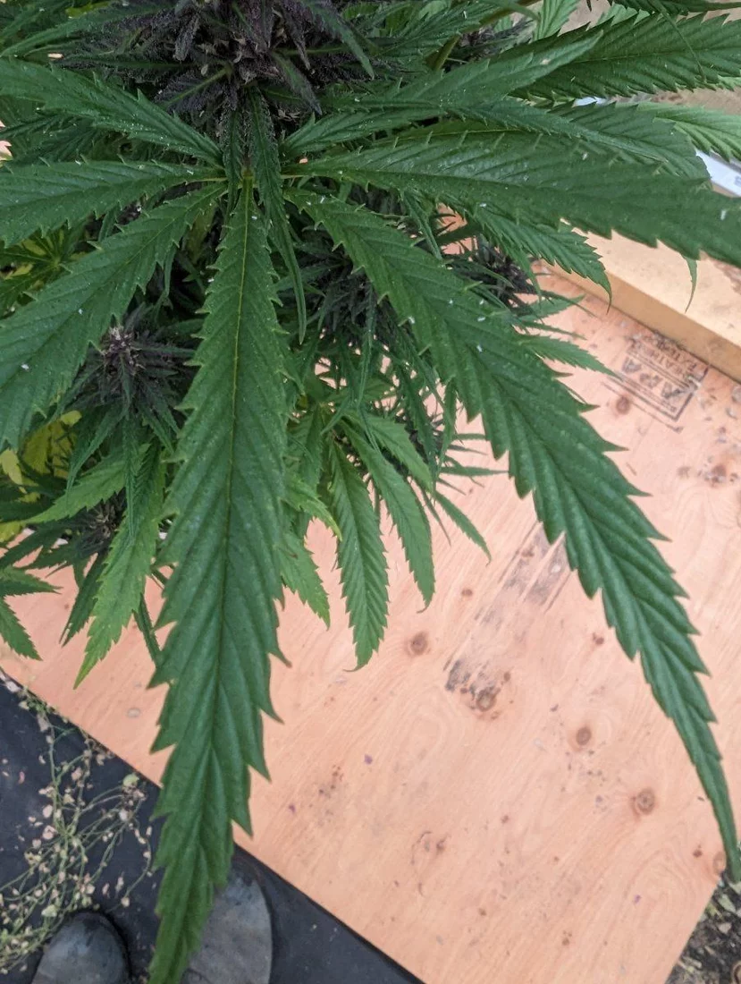 Help aphids and possibly spider mites 4