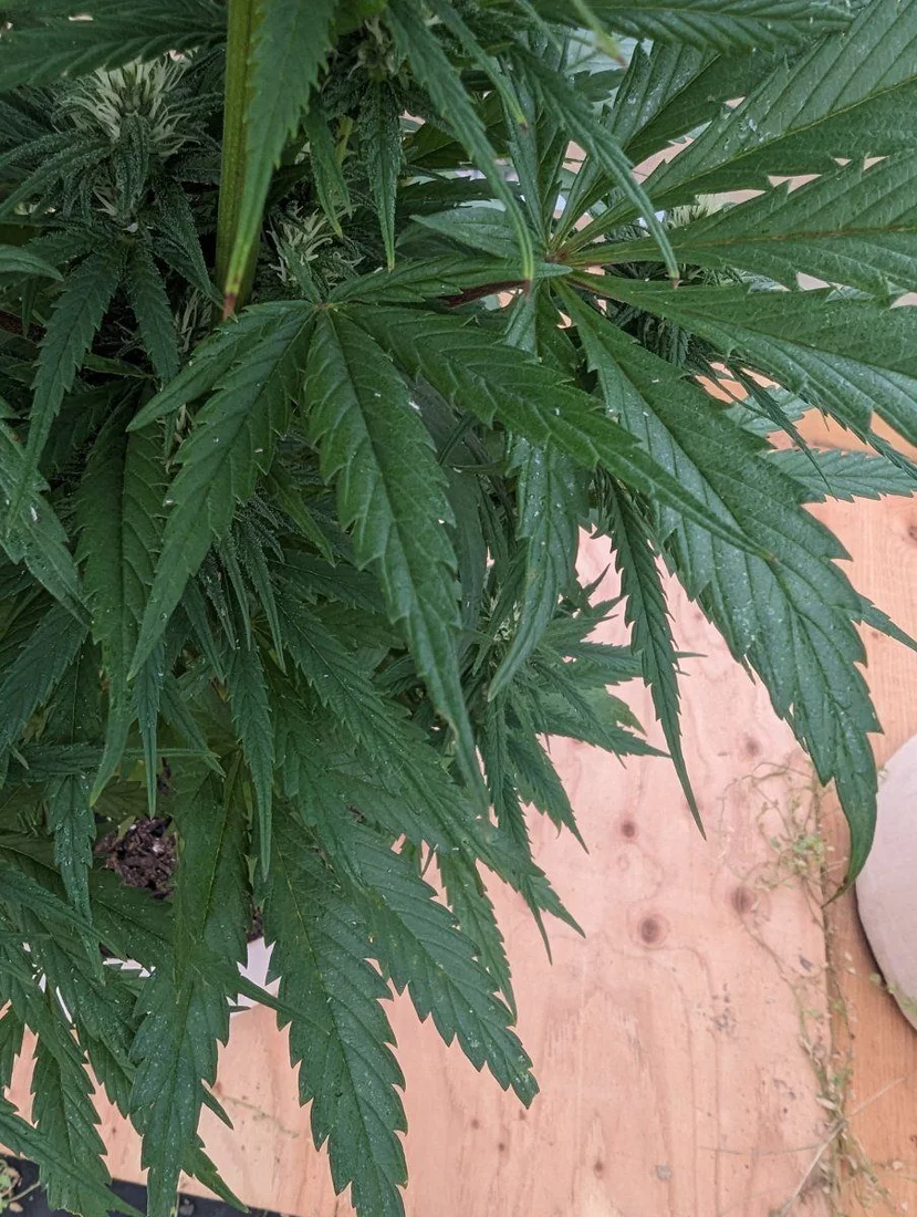 Help aphids and possibly spider mites 6