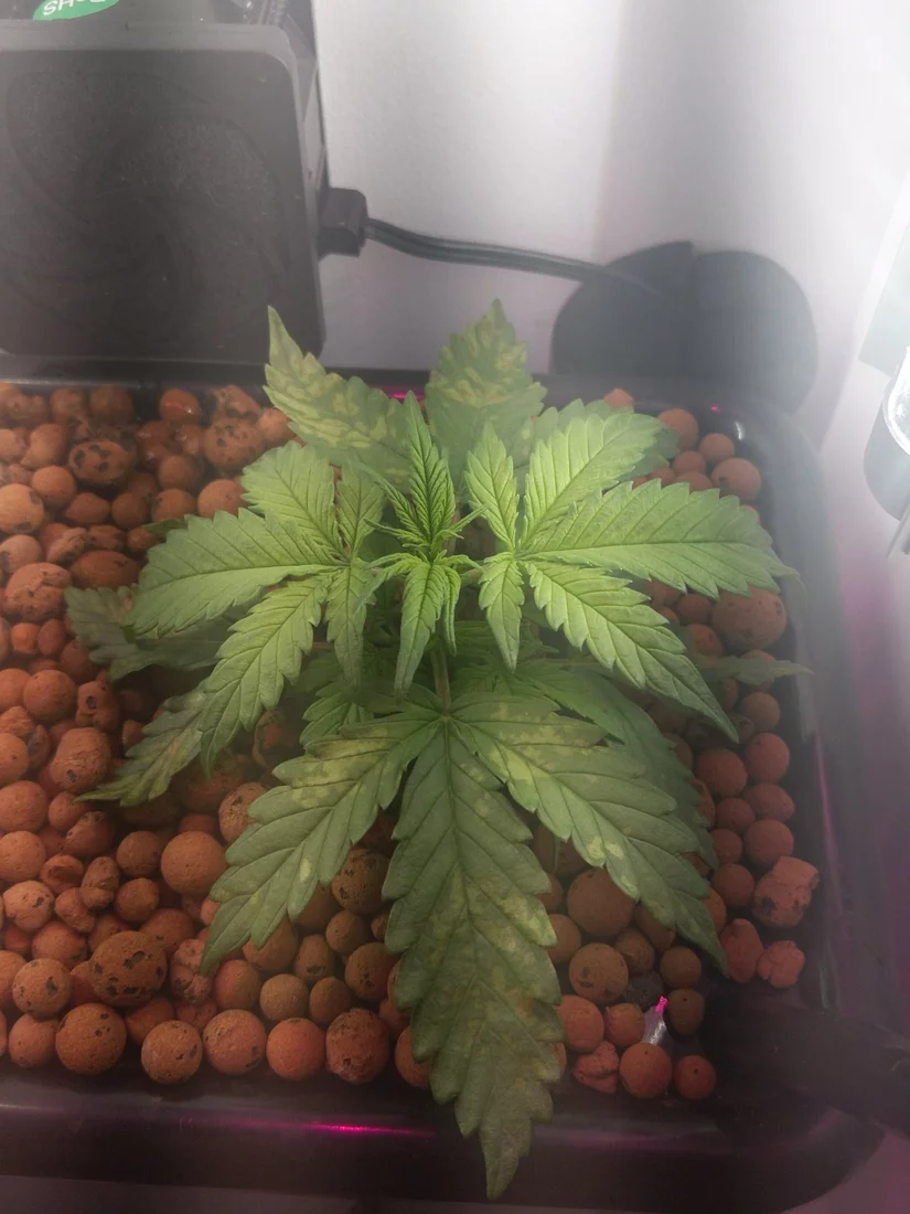 Help diagnosing growing jack herer auto from seed in a dwc 8
