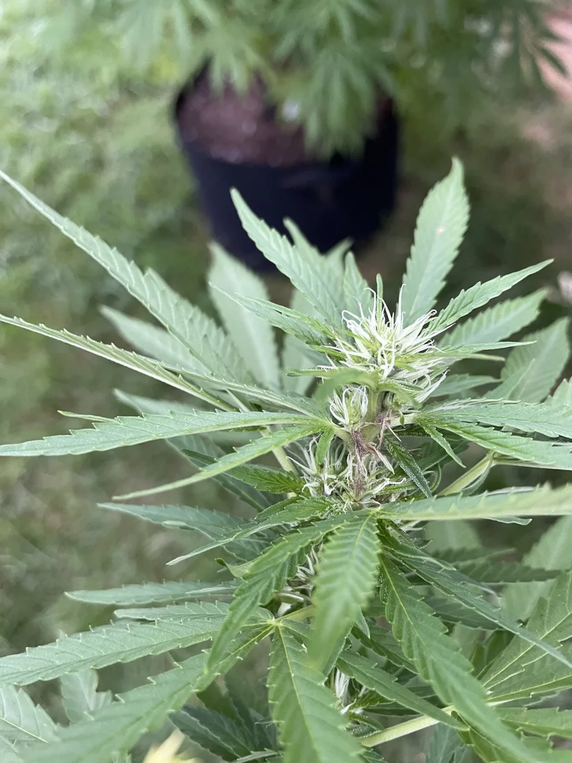 Help early bud rot signs
