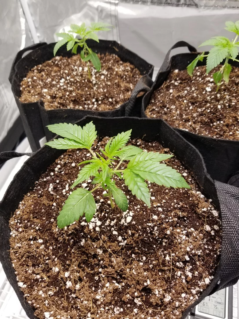 Help first grown in coco