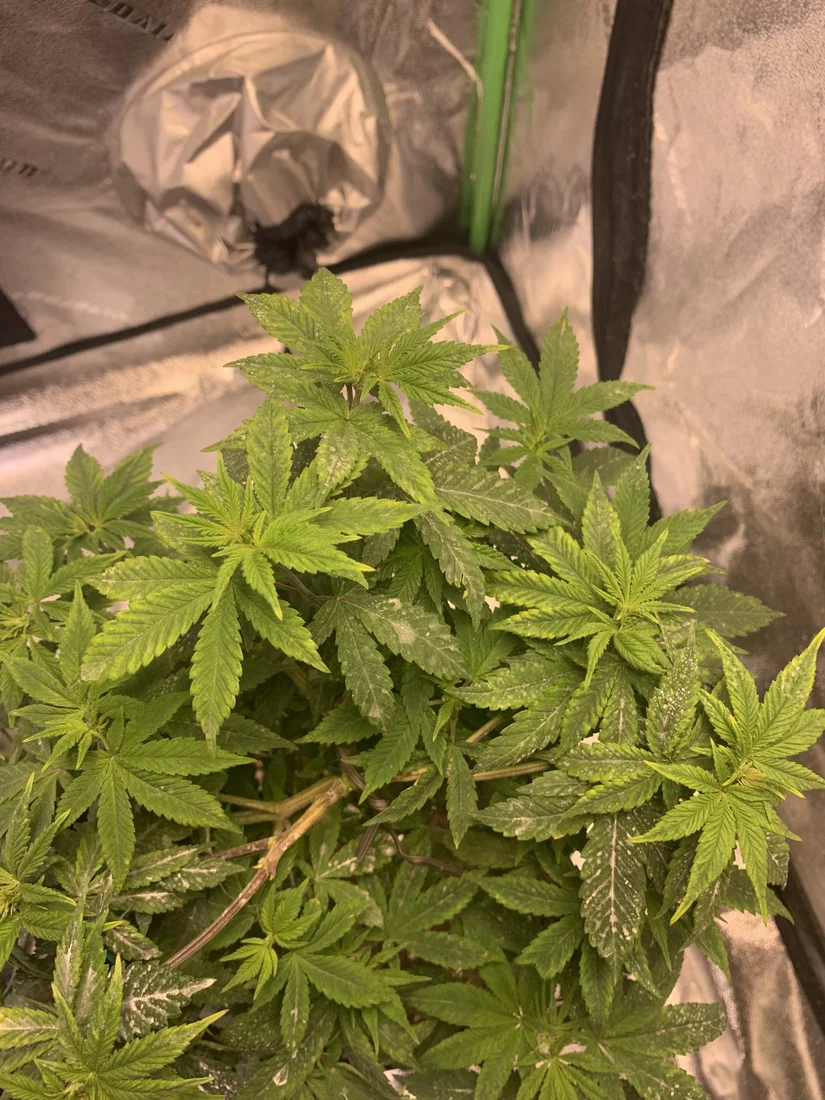 Help first time grower dealing with yellowing leaves 4
