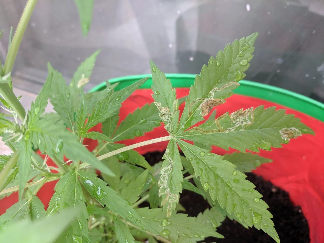 Help identify problem   infectiondeficiency