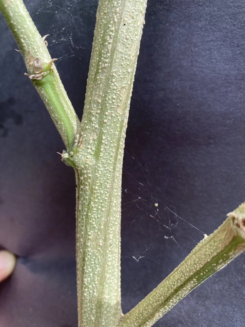 Help identify tiny creature on main stem