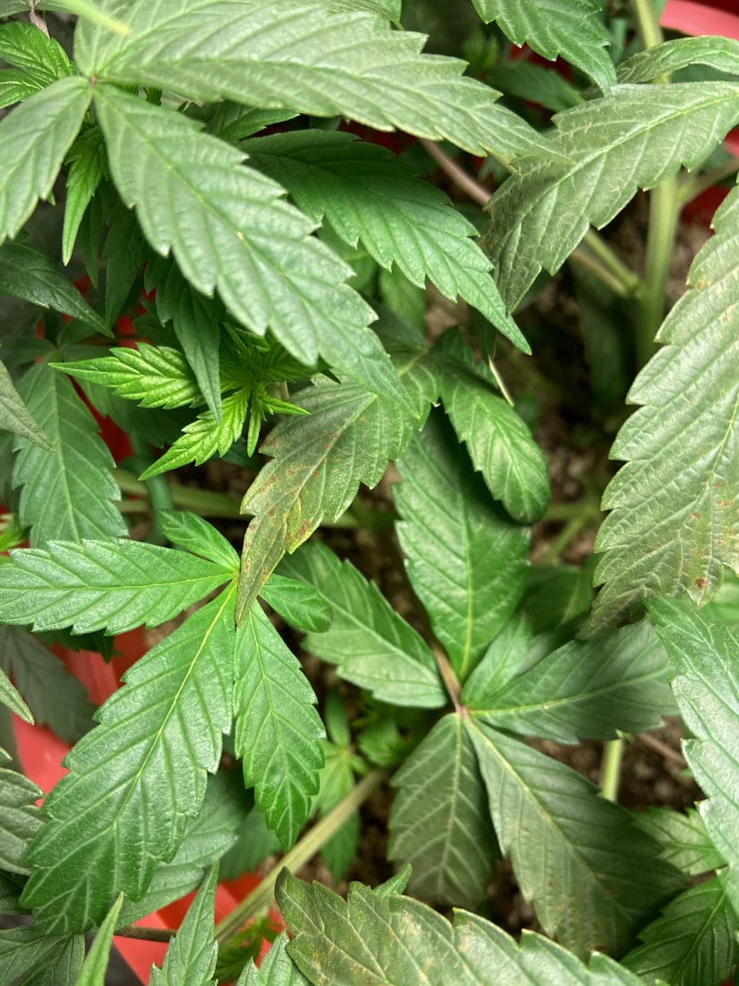Help identifying brown spots on leaves 2