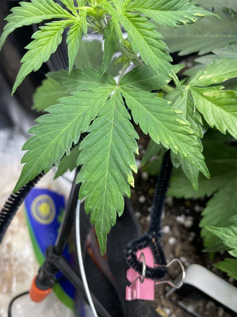 Help me diagnose the issue please 2