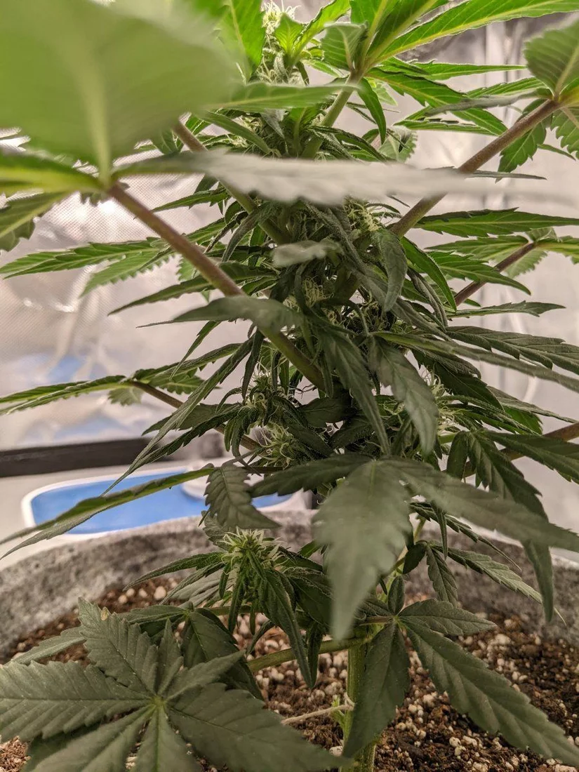 Help me maximize the yield on my first grow with this small auto please 5