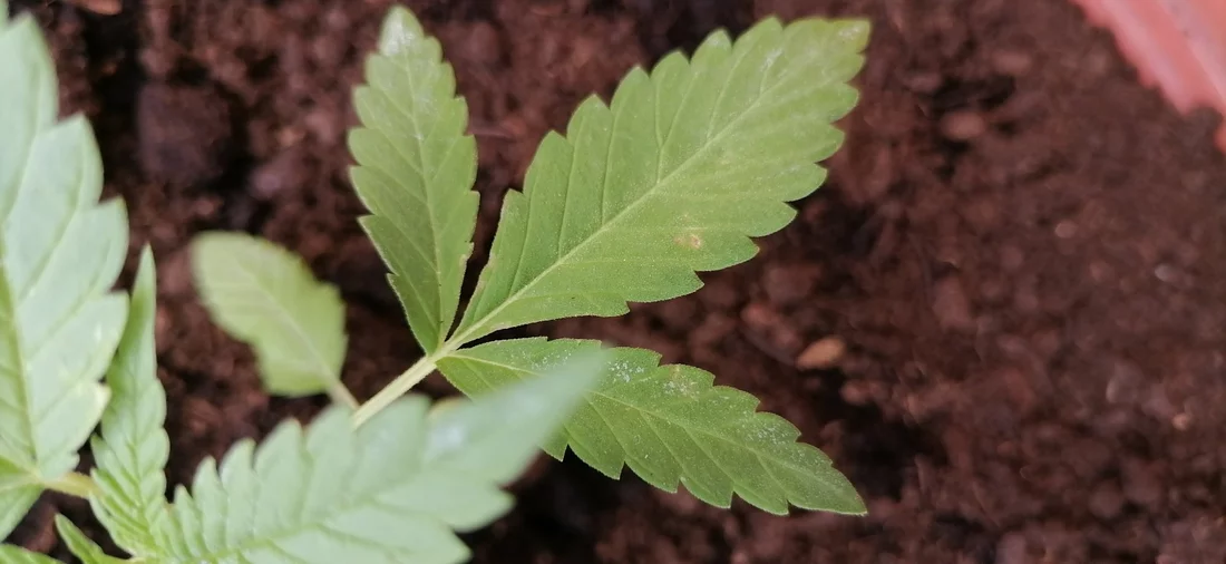 Help me please seedling problem with yellow spots 4