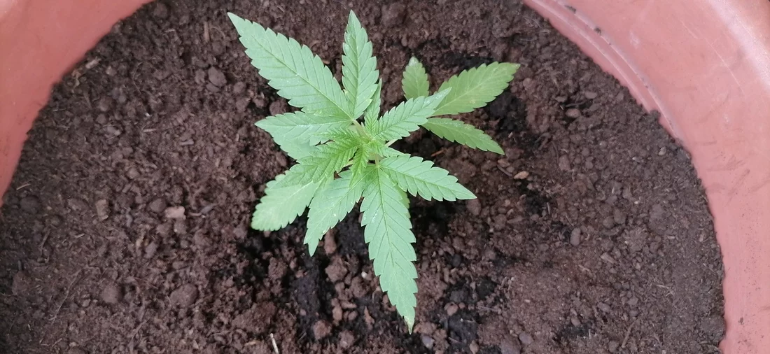 Help me please seedling problem with yellow spots 6