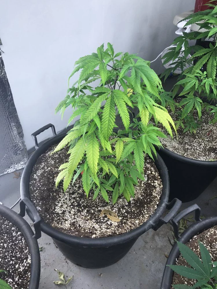 Help my plants are going yellow