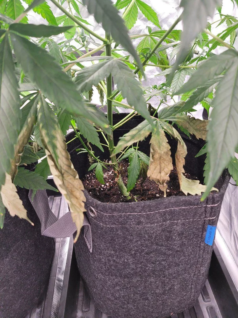 Help needed browning leaves not stopping the progression