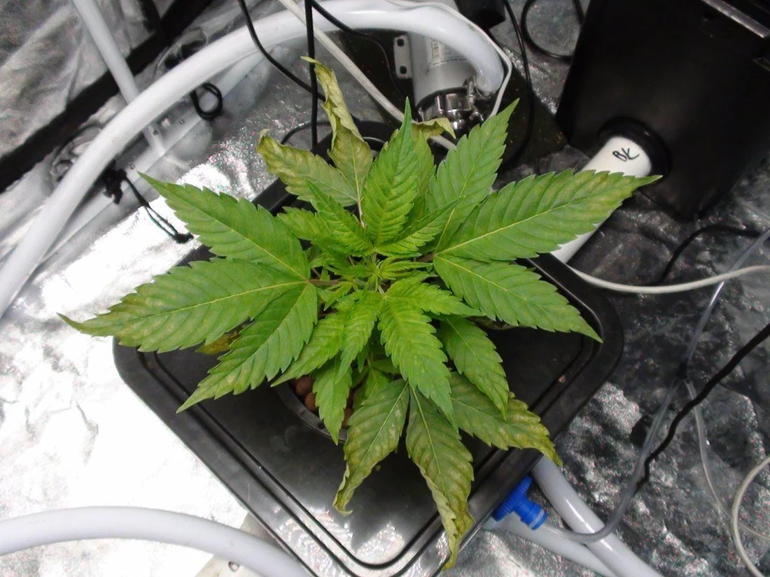 Help needed could this be light or nute burn 4