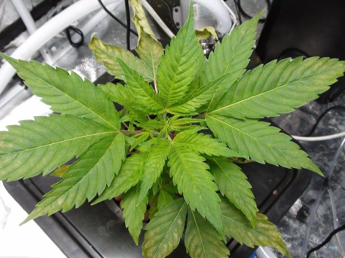 Help needed could this be light or nute burn