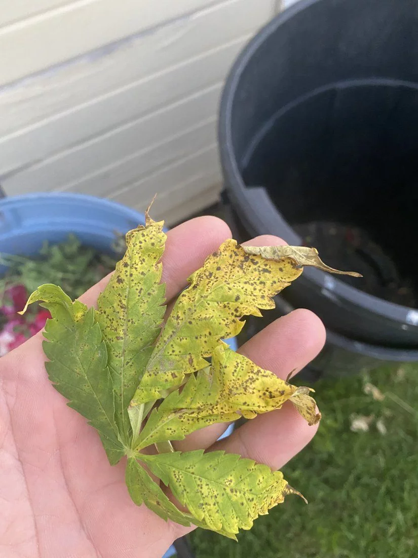 Help older leaves yellowing with brown spots 2