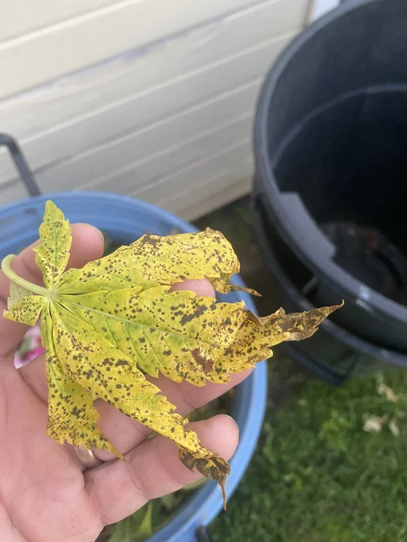 Help older leaves yellowing with brown spots 3