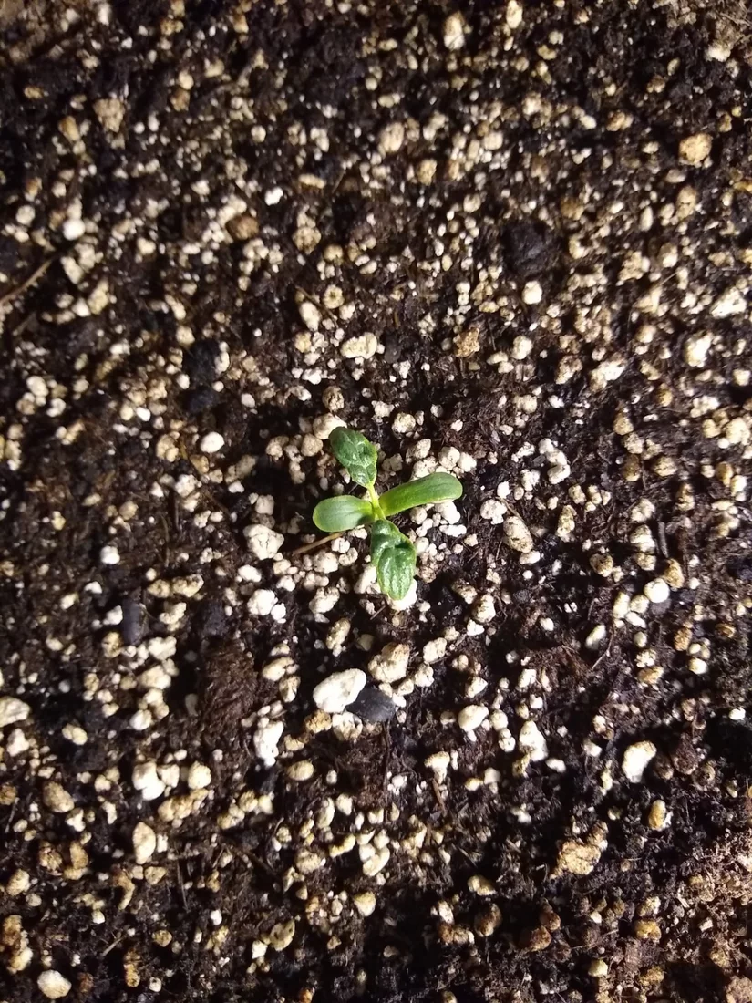 Help please 1 week into grow one plant is small and deformed