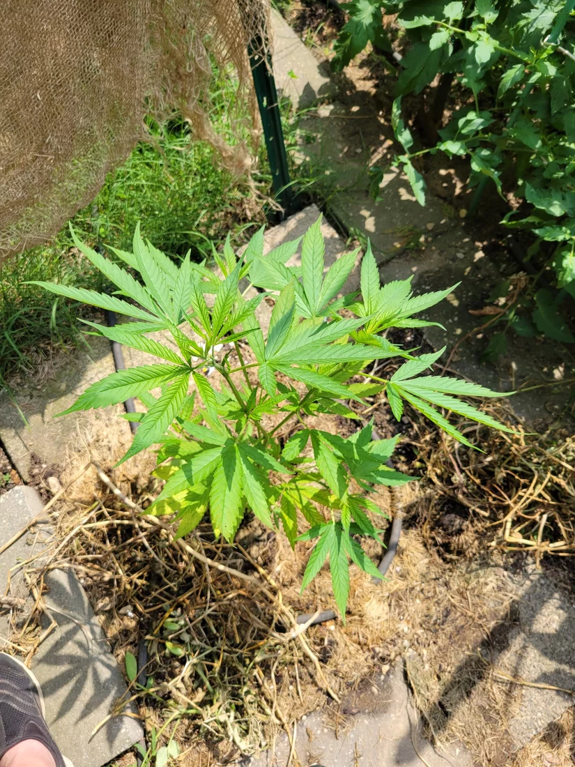 Help please identifying nutes problem 5