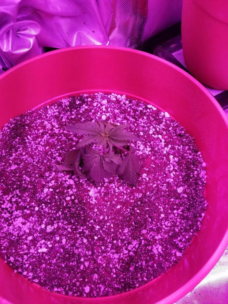 Help please plants are almost dead after transplant