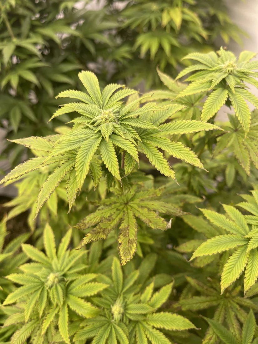 Help please plants are looking ill