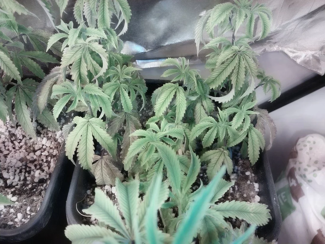 Help pls  leaves are getting spots and plant is droopy 3