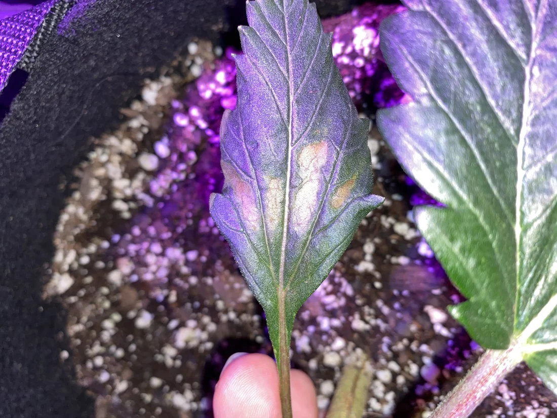 Help spots on 2 of my plants leaves 2