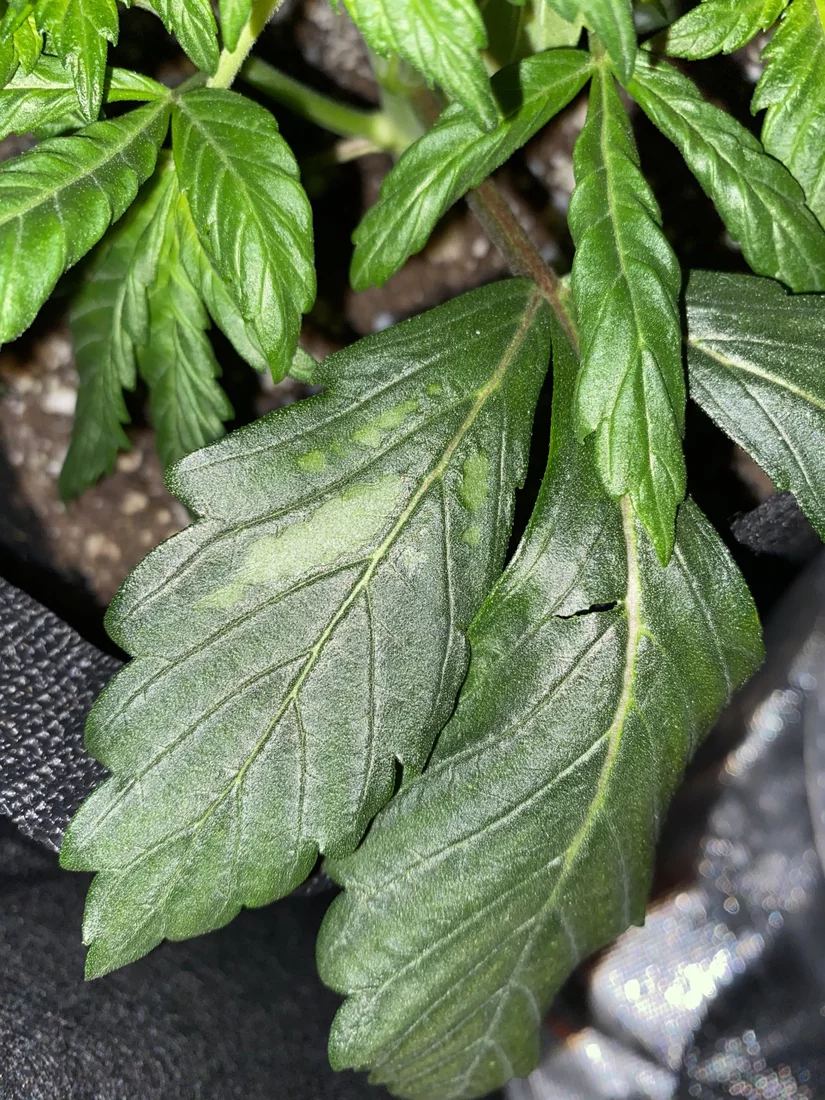 Help spots on 2 of my plants leaves 3