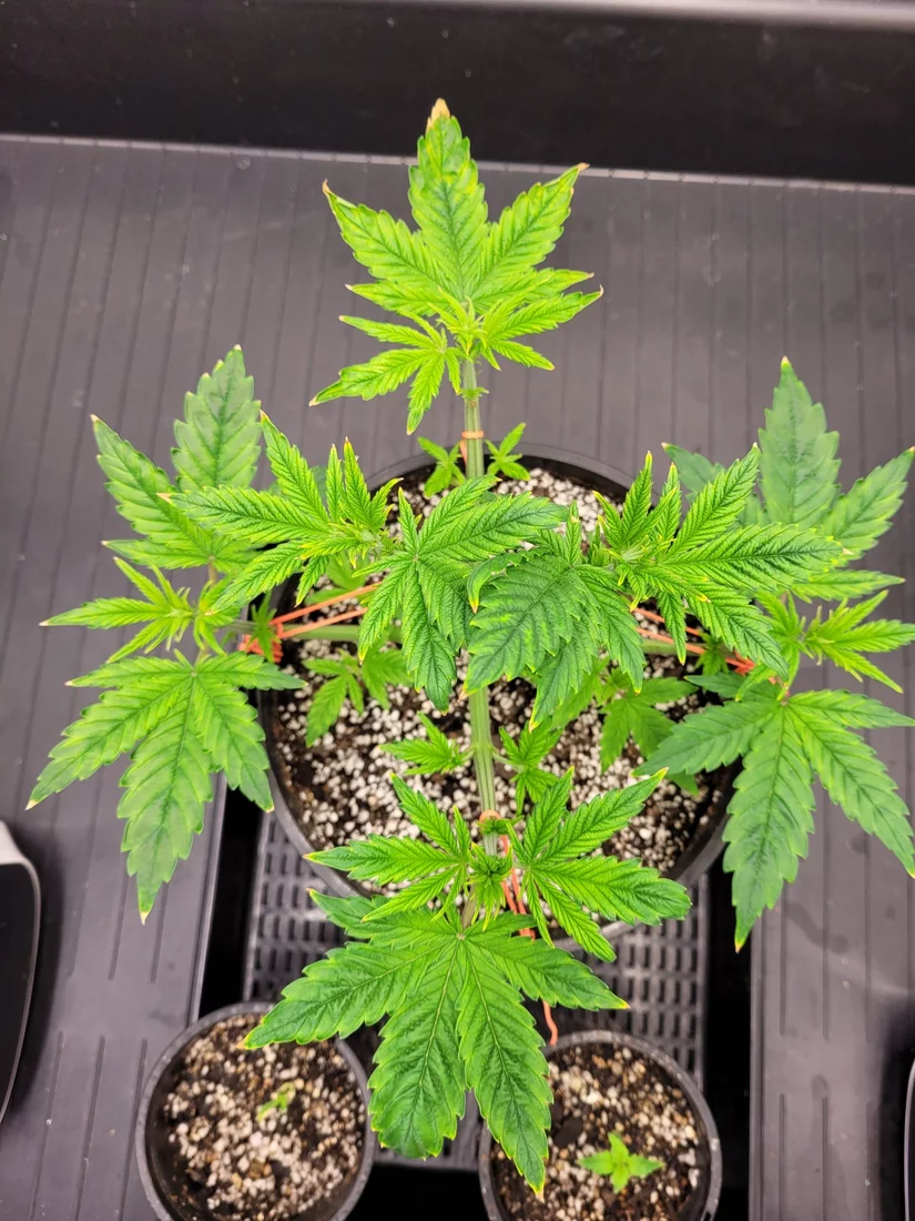 Help this plant mag deficiency